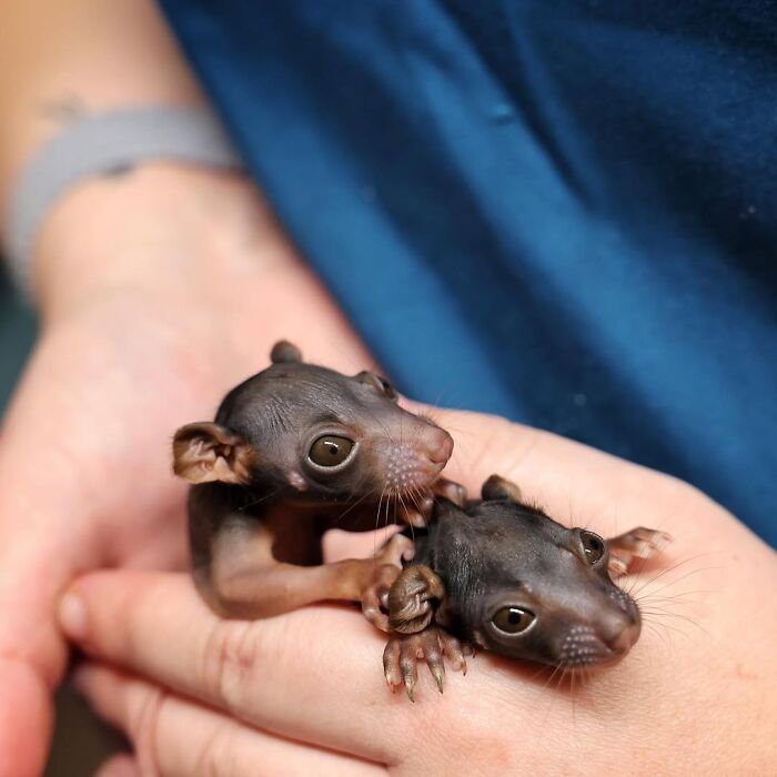 50 Adorable Wildlife Rescue Moments Showing Tiny Animals Safely Resting In Their Caregivers’ Hands