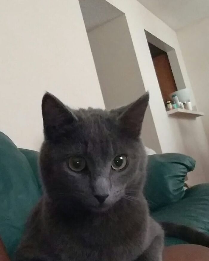 Um gatinho mudou a vida deste homem e agora ele resgata animais em tempo integral