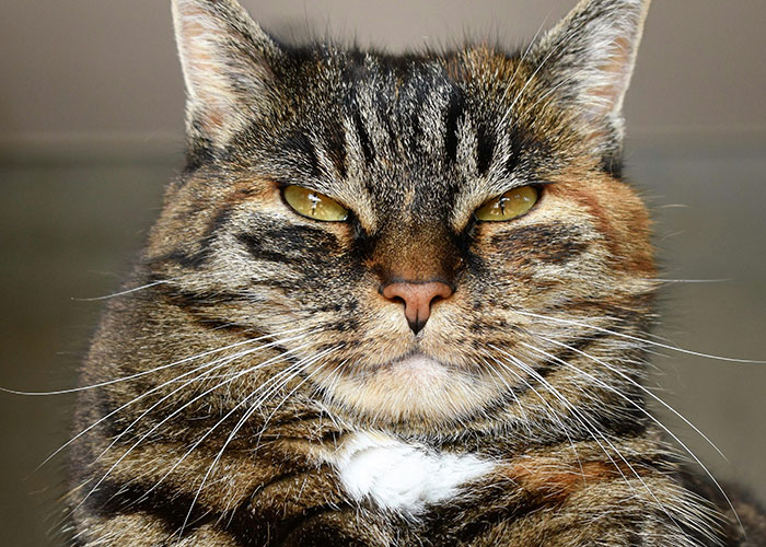 Close-up of a tabby cat with bright eyes and whiskers, perfect for today I messed up stories and life moments.