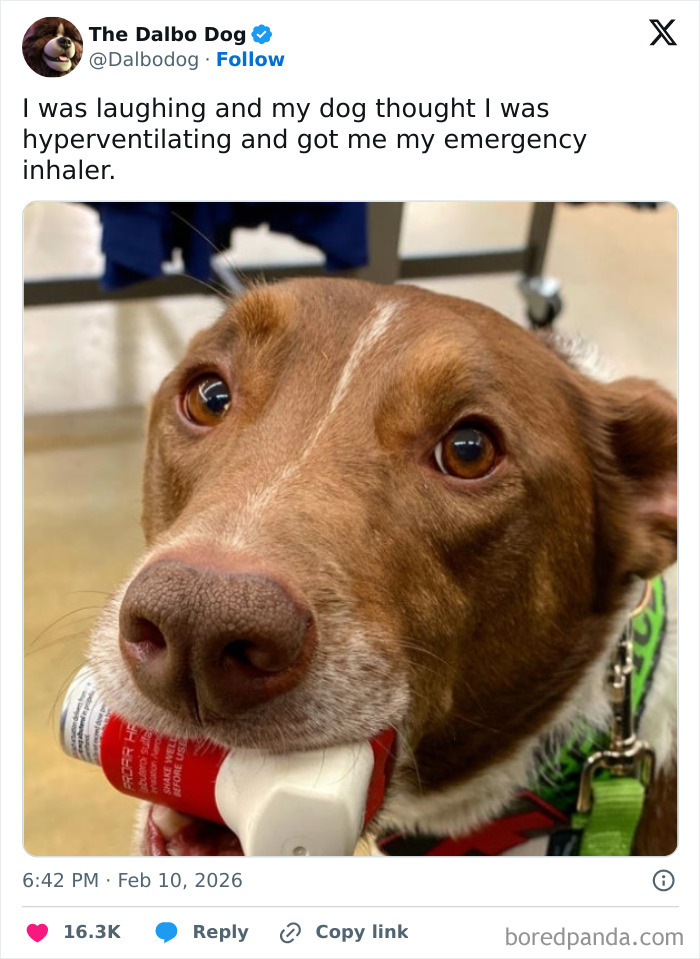 Close-up of a dog holding an emergency inhaler, featured in chaotic and hilarious X posts coping with humor in February.