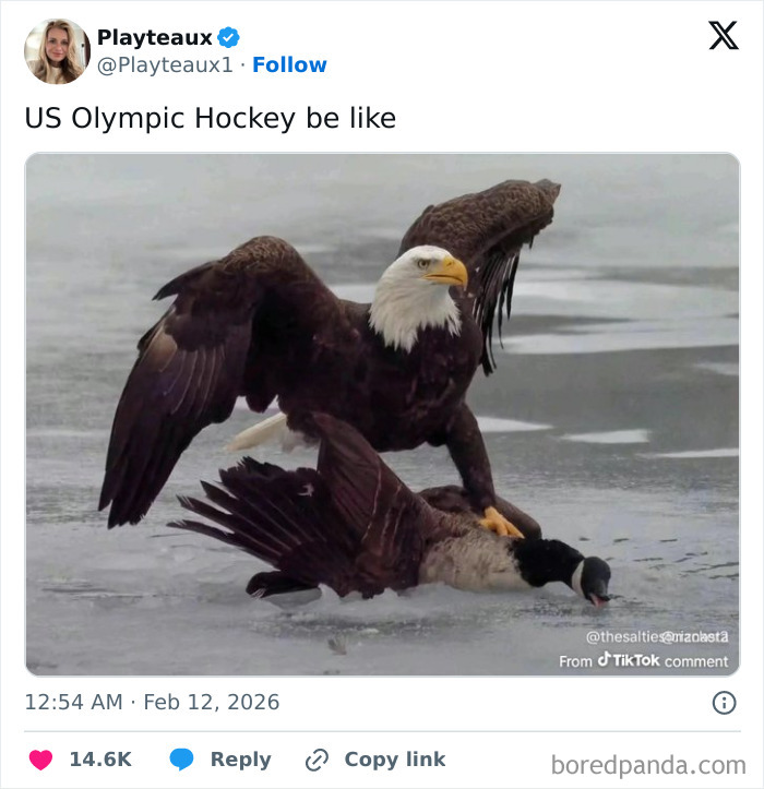 Tweet showing a bald eagle overpowering a goose, humorously relating to savage and funny tweets about 2026 Winter Olympics.