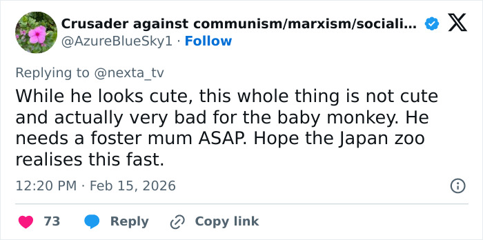 Tweet discussing the heartbreaking video of a baby monkey with a stuffed toy abandoned by his mom, needing foster care.