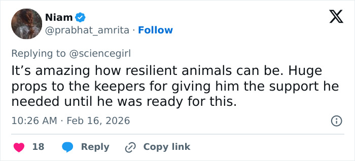 Baby monkey holding stuffed toy, showing resilience and seeking comfort after being abandoned by his mom.