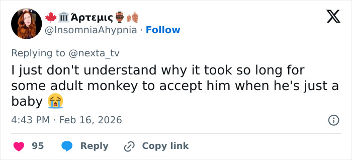 Tweet expressing sadness about a baby monkey with a stuffed toy being abandoned by its mom and struggling for acceptance.