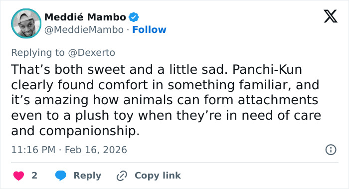 Baby monkey holding a stuffed toy, showing comfort and attachment after being abandoned by his mom in a viral video.