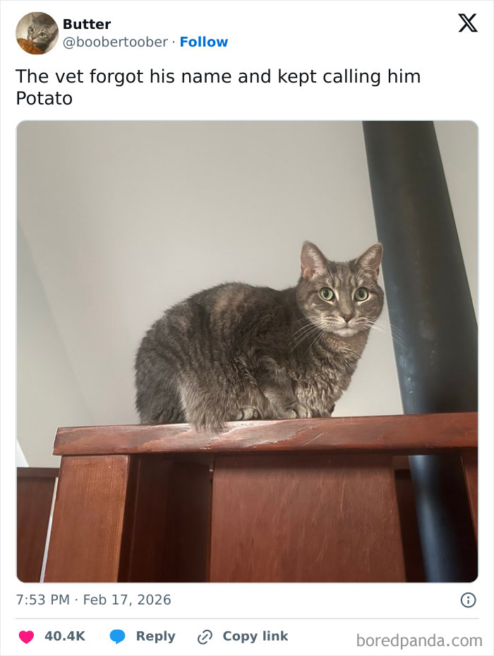 Tabby cat sitting on wooden furniture, illustrating one of the ridiculous pet names shared by people online.
