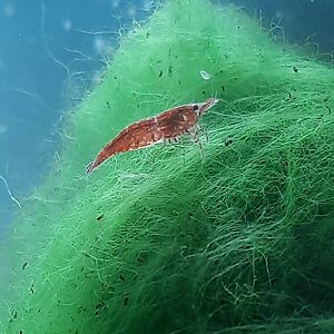 marionvonstoehr avatar