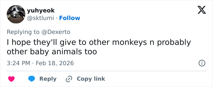 Tweet expressing hope that IKEA’s generous gift to baby monkey Punch will extend to other baby animals in need. Tweet expressing hope that IKEA’s generous gift to baby monkey Punch will extend to other baby animals in need.