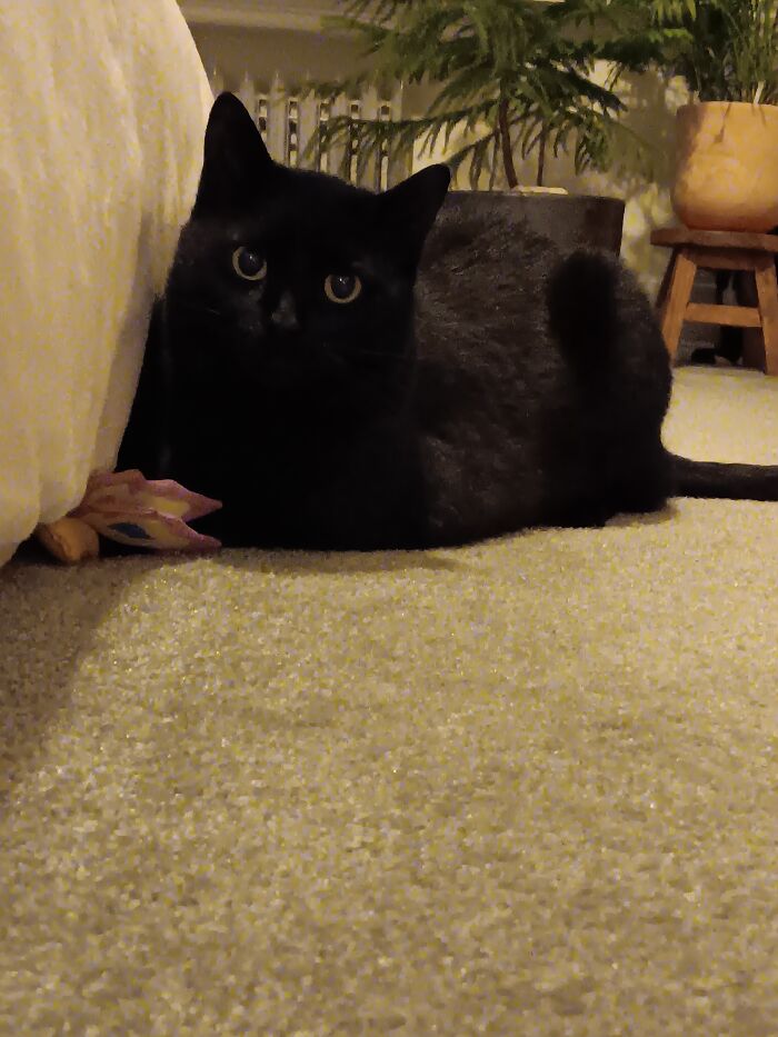 MS. Kit'n With Mouse🐾