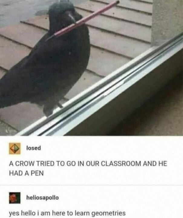 A crow holding a pen outside a window with funny text about the crow trying to enter a classroom, relatable memes.