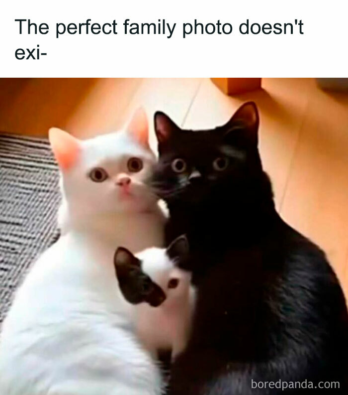 Three cats, one white, one black, and one black-and-white, cuddling closely, ideal for cat memes lovers.