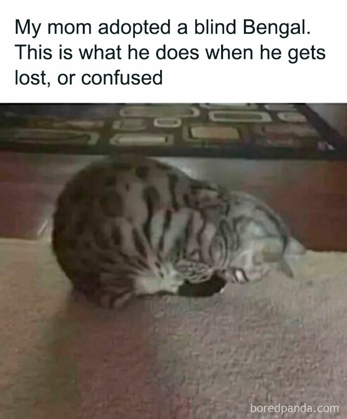 Blind Bengal cat curled up on carpet, demonstrating behavior when lost or confused, perfect for cat memes lovers.