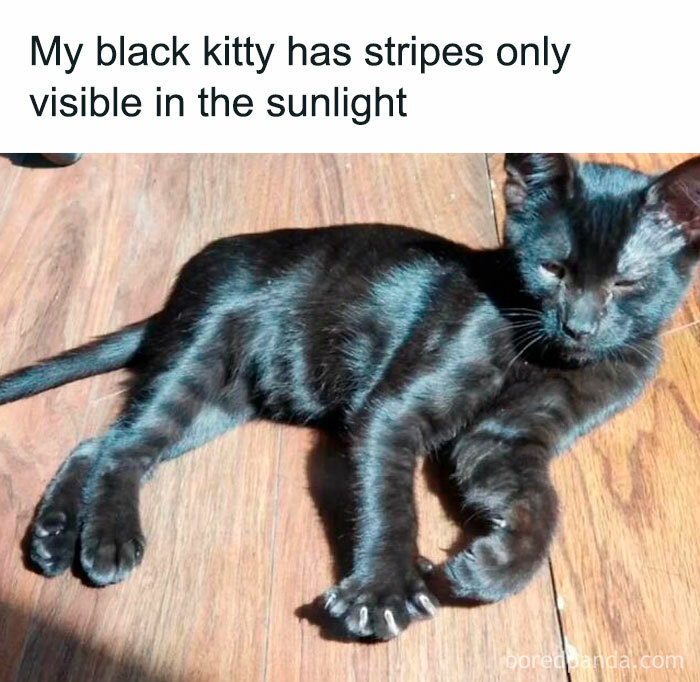 Black cat lying on wooden floor with visible stripes in sunlight, perfect for cat memes and cat lovers online.