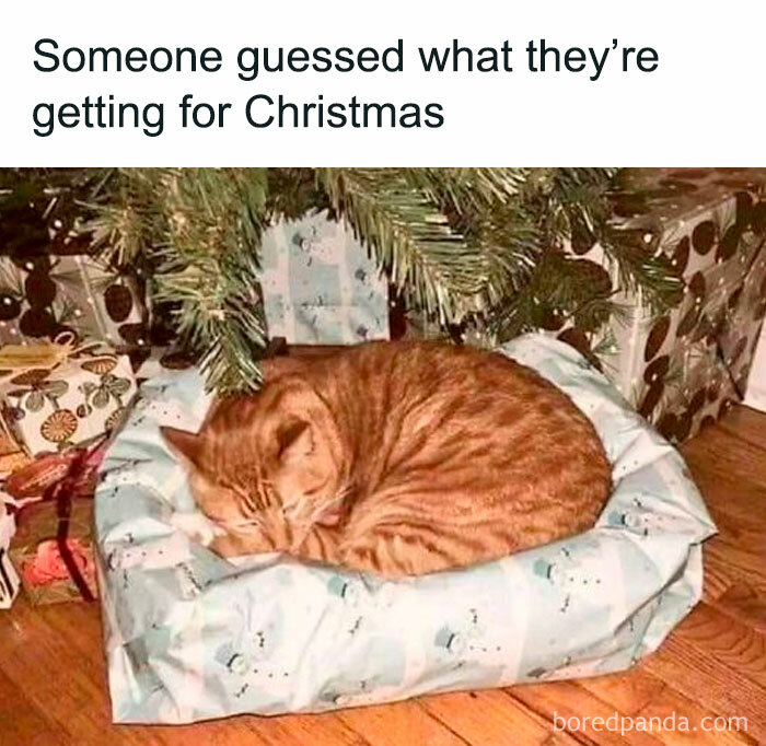 Sleeping orange cat on a wrapped gift bed under a Christmas tree, perfect for cat memes lovers and holiday fun.