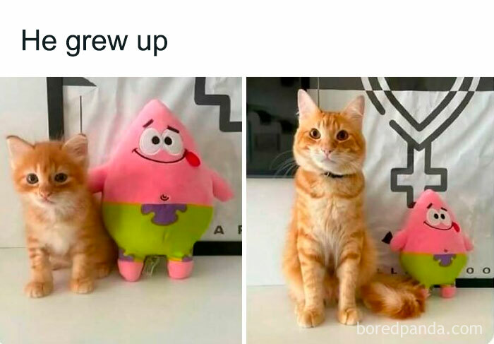 Orange tabby cat next to a Patrick Star plush toy, shown as a kitten and grown-up, perfect for cat memes fans.