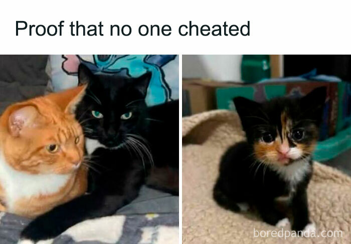 Two adult cats and a kitten together, a humorous cat meme perfect for fans of cat memes and funny cat posts.