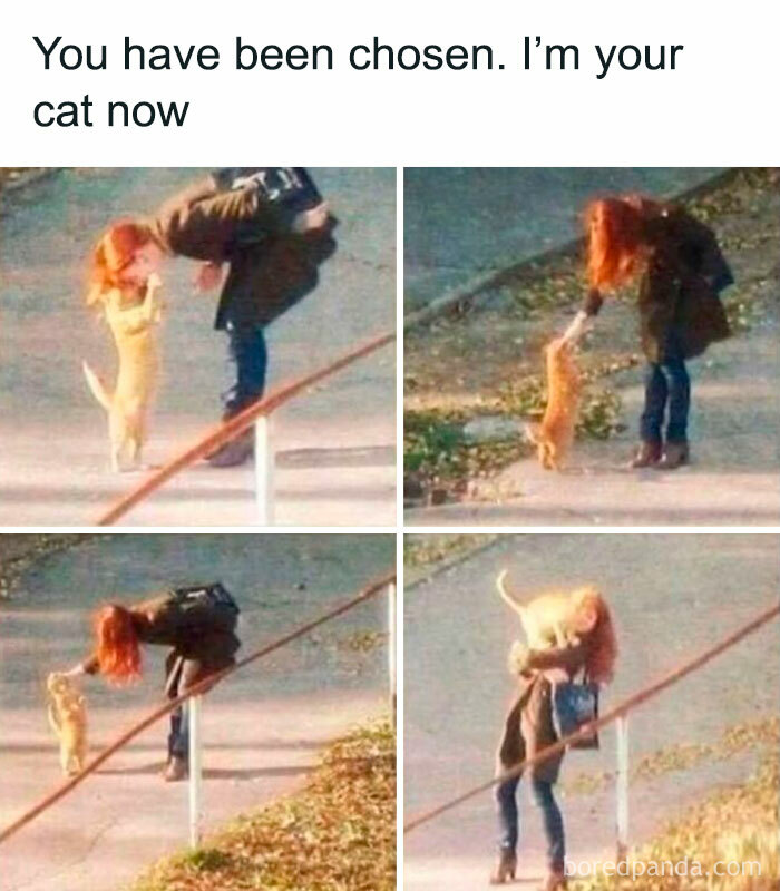 Woman interacting with a cat in four photos, capturing moments of a cat meme for cat meme lovers online.