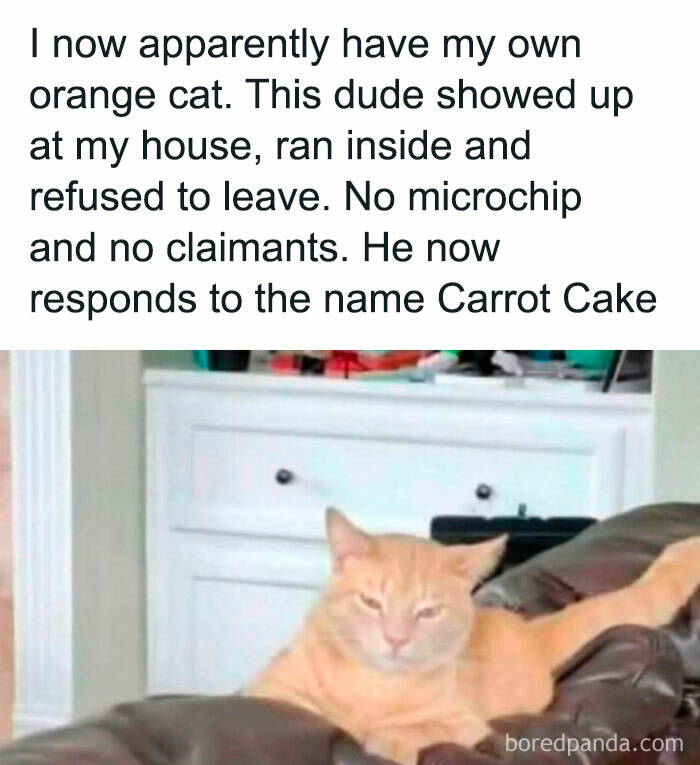 Orange cat named Carrot Cake lounging on brown couch, featured in funny cat memes about unexpected pets and indoor cats.