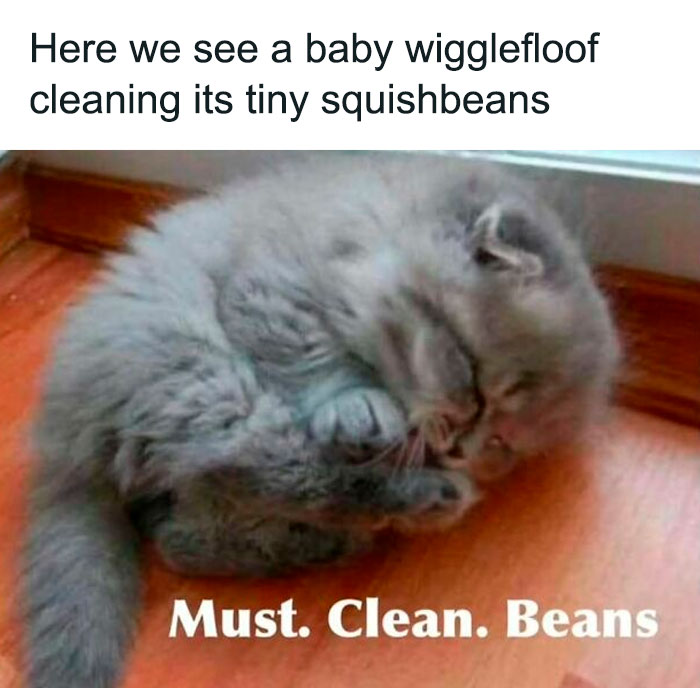 Fluffy gray kitten cleaning its tiny paws on wooden floor, a funny cat meme perfect for cat meme lovers.