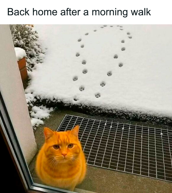 Orange cat sitting outside a door on a snowy morning with paw prints in the snow, perfect for cat memes lovers.