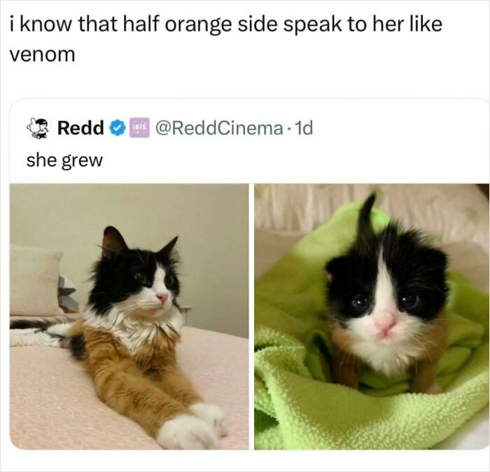 Black, white, and orange cat growing up, shown as a kitten and adult, perfect for cat memes lovers.
