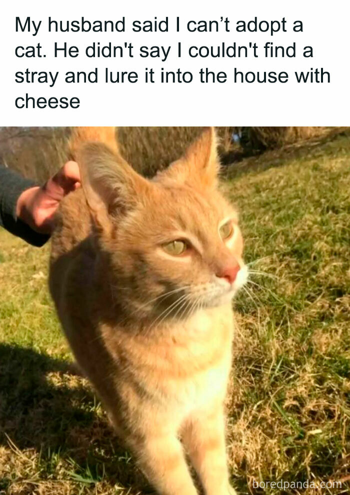 Orange cat being petted outdoors with a funny caption about adopting stray cats for cat memes and entertainment.