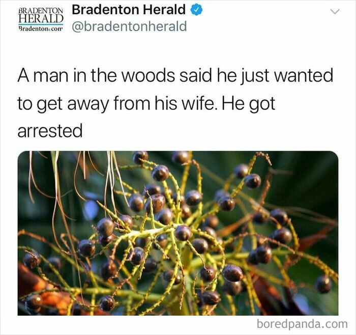 Tweet from Bradenton Herald reporting a man arrested in the woods after trying to get away from his wife in unhinged news headlines.