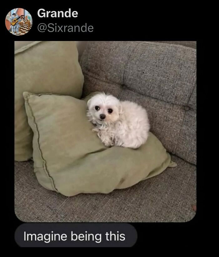 Small fluffy white dog curled up on green pillows on a gray couch in a funny random tweet screenshot.