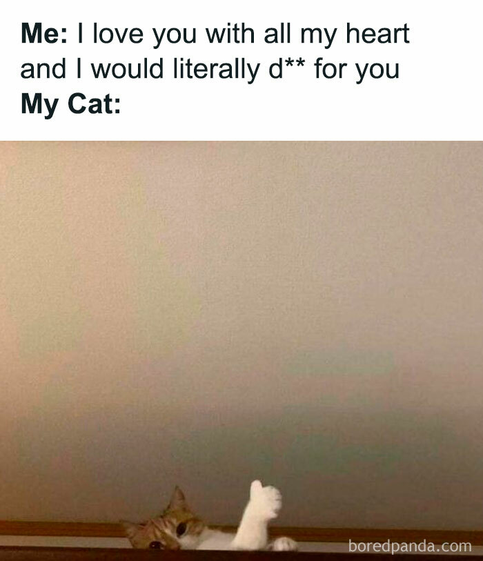 Cat meme showing cat giving a thumbs up under a message about loving the cat, perfect for cat memes lovers.