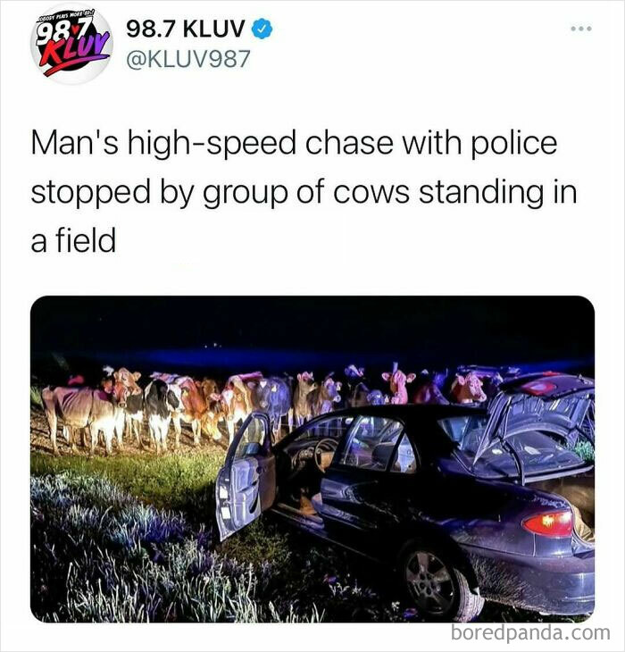 Tweet showing a high-speed police chase stopped by cows in a field, illustrating unhinged news headlines in America.