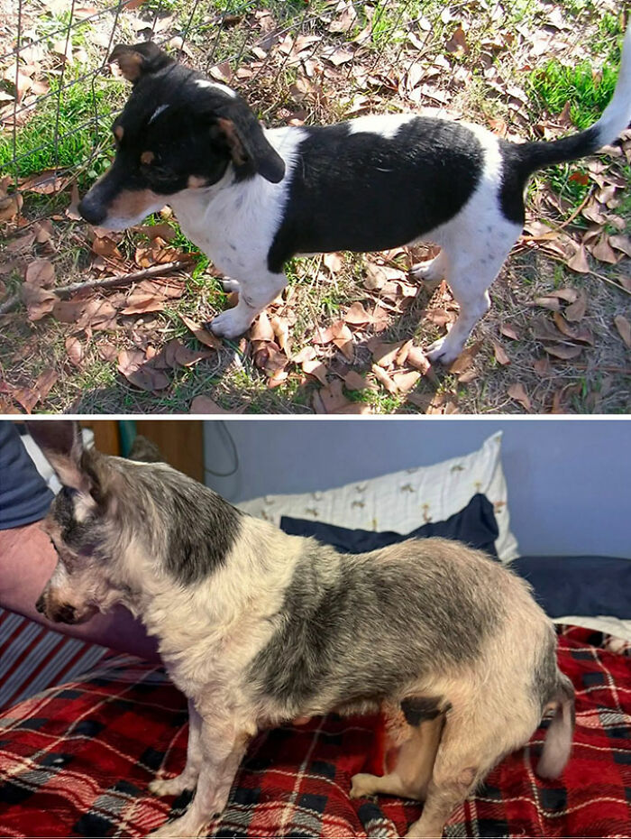 This 25-Year-Old Dog Is Blind, Still Working, And Still Changing Other Dogs’ Lives This 25-Year-Old Dog Is Blind, Still Working, And Still Changing Other Dogs’ Lives