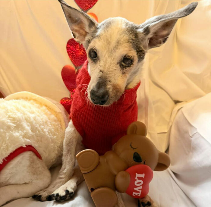 This 25-Year-Old Dog Is Blind, Still Working, And Still Changing Other Dogs’ Lives This 25-Year-Old Dog Is Blind, Still Working, And Still Changing Other Dogs’ Lives