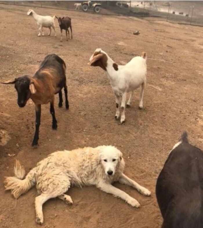 A large white dog lying on dry ground surrounded by several goats in an outdoor farm setting.