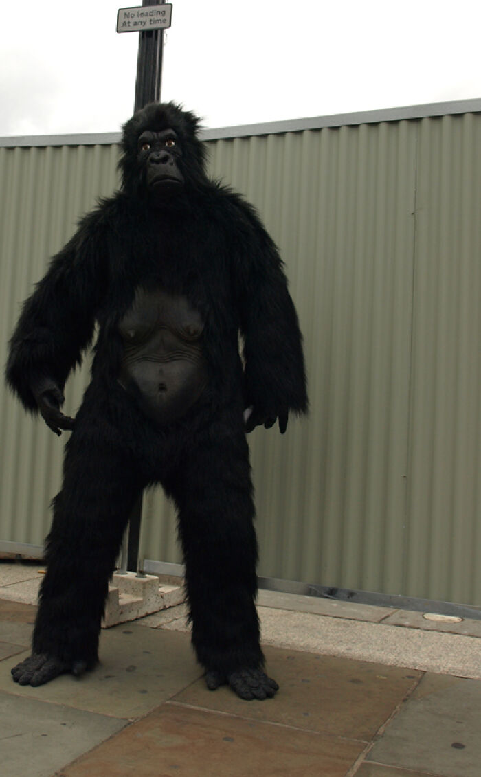 Person in a detailed gorilla costume standing on pavement near a sign and corrugated metal wall for interesting facts conversation starters