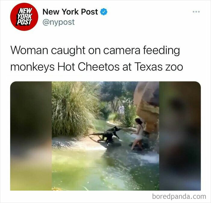 Tweet from New York Post showing a woman feeding Hot Cheetos to monkeys at Texas zoo with unhinged news headline humor.