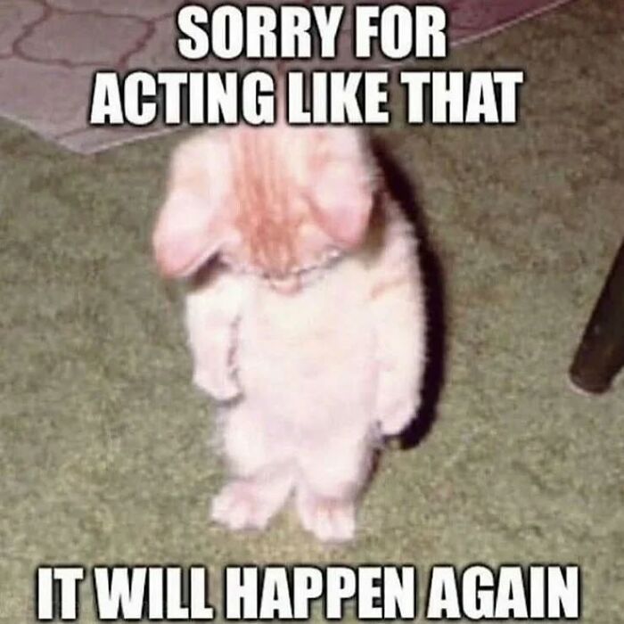 Adorable cat meme from Cutecats.exe showing a kitten with paws down on carpet, expressing playful apology.