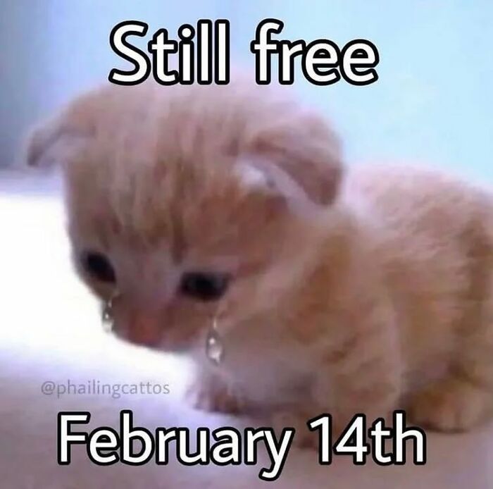 Sad orange kitten with teardrops and text about February 14th, a relatable cat meme from cutecats.exe collection.