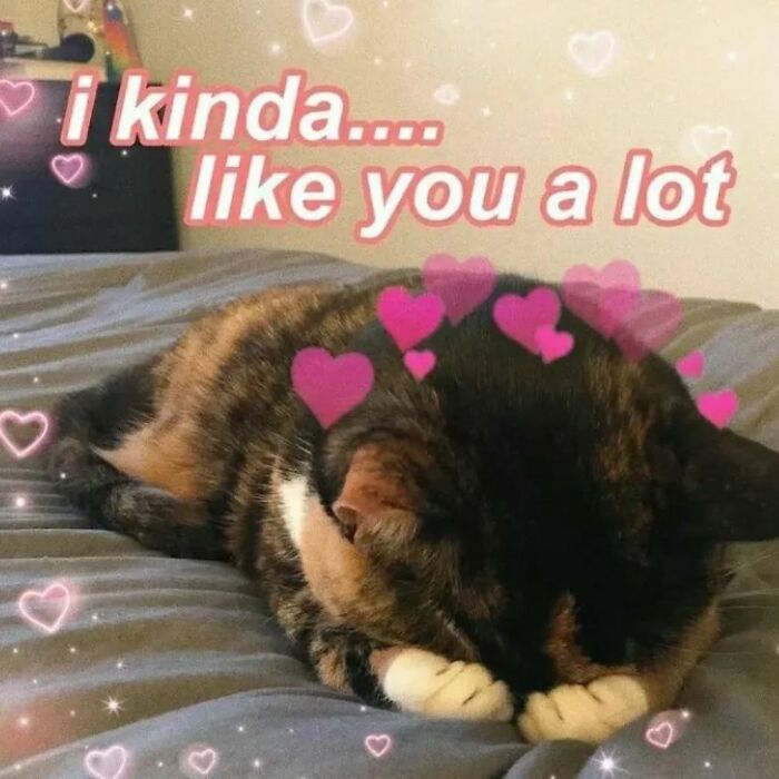 Cat meme showing a tortoiseshell cat with pink hearts and text overlay expressing affection, perfect for cat memes.