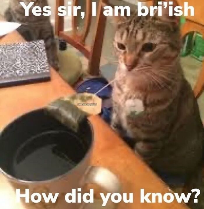 Tabby cat sitting at a table with a cup, with humorous text about being British, from cat memes collection.