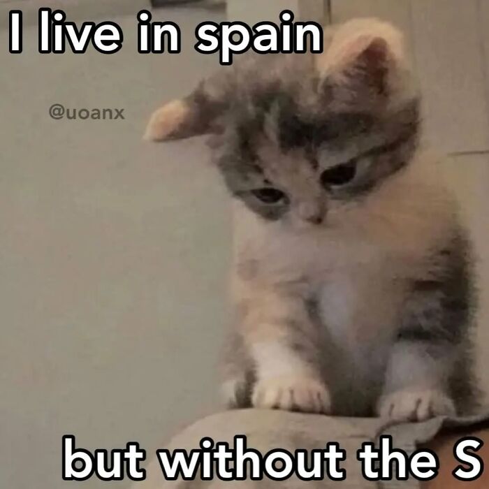 Sad kitten looking down with text about living in Spain but without the S, cat memes from cutecats.exe