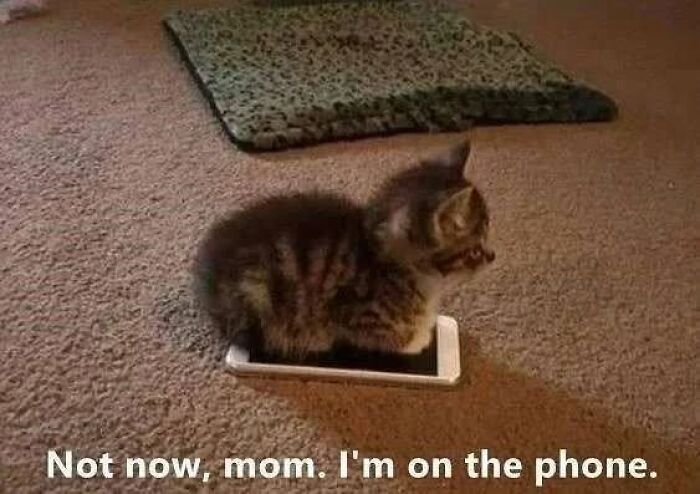 Tabby kitten sitting on a smartphone with caption about being on the phone, funny cat memes from Cutecats.exe.