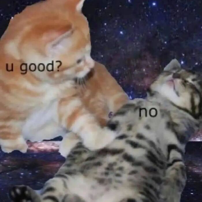 Two kittens with one checking on the other with text caption, a popular cat meme from cutecats.exe collection.