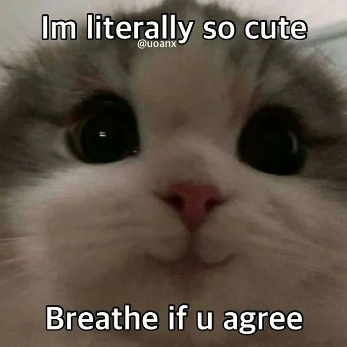 Close-up of a cute cat with big eyes and a pink nose, featuring a funny cat meme about cuteness and breathing.