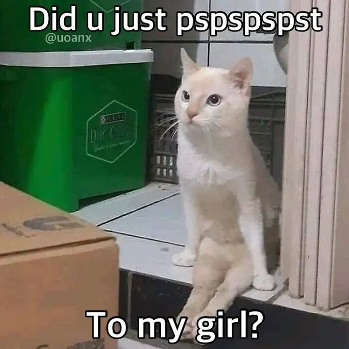 White cat sitting awkwardly near a green bin with a humorous caption, popular in cat memes from Cutecats.exe.