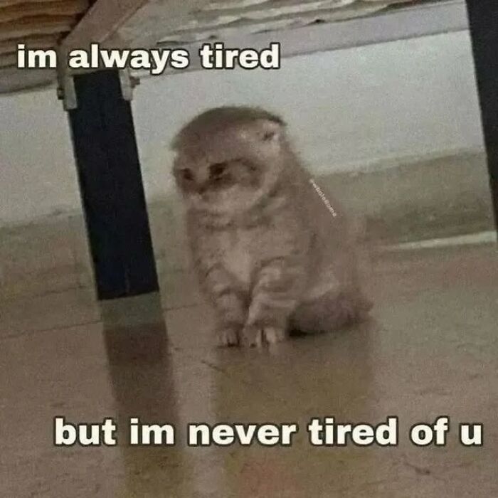 Sad cat sitting on floor under table with text about being always tired but never tired of you, cat memes theme.