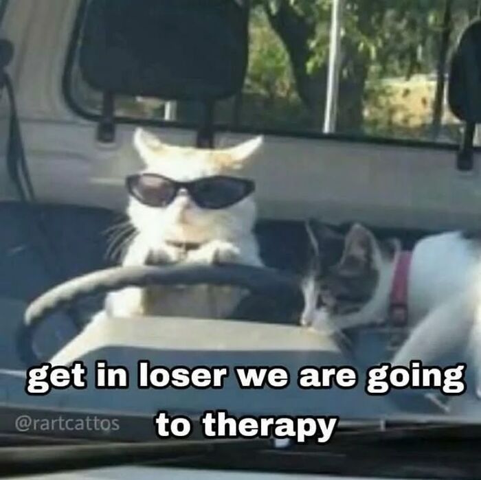 Cat meme featuring a cool cat wearing sunglasses driving a car with another cat, funny cat memes from Cutecats.exe.