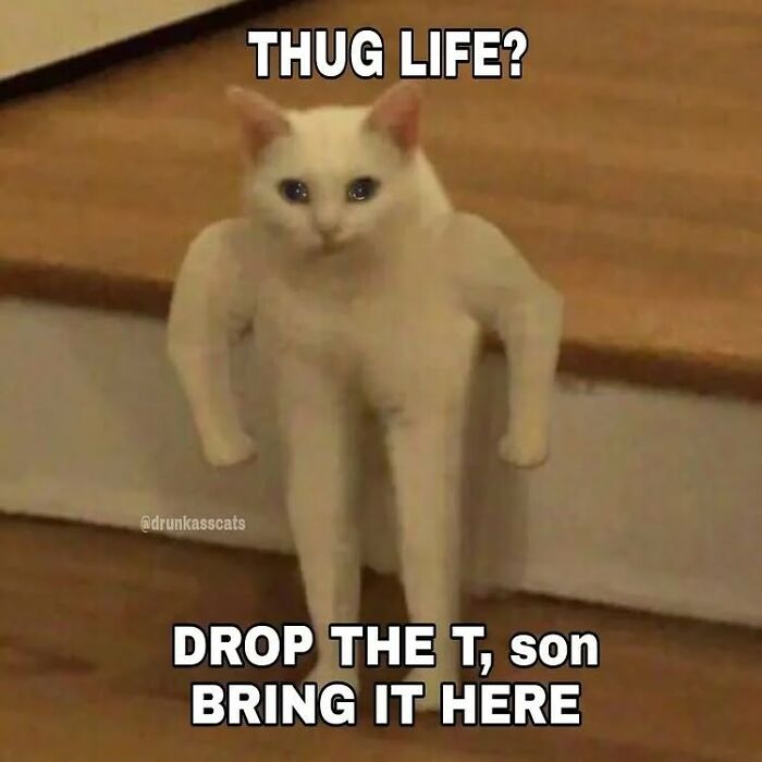Funny cat meme showing a white cat with edited muscular arms, illustrating hilarious cat memes from Cutecats.exe.