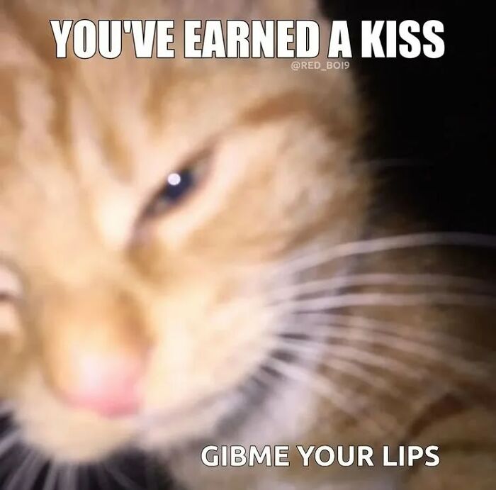 Close-up of an orange cat with text meme about earning a kiss, related to cat memes from cutecats.exe.