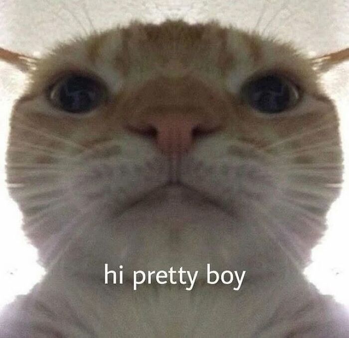 Close-up of an orange cat with text hi pretty boy, a funny cat meme from Cutecats exe collection.
