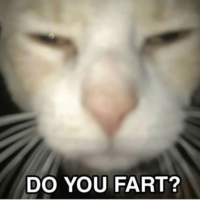 Close-up of a cat’s face with blurry eyes and the text caption asking a funny question in cat memes.